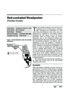 Melanerpes / Red-cockaded Woodpecker / Acorn Woodpecker / Downy Woodpecker / Dryocopus / Flatwoods / Pinus palustris / Ivory-billed Woodpecker / Piciformes / Woodpeckers / Picoides
