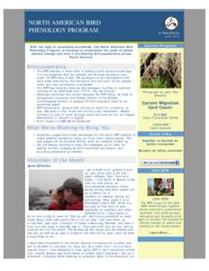 N.A. Bird Phenology Program Newsletter