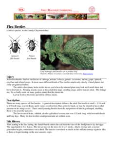 Protostome / Agricultural pest insects / Zoology / Flea beetle / Beetle / Flea / Striped cucumber beetle / Colorado potato beetle / Chrysomelidae / Orders of insects / Phyla