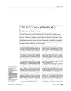 REVIEWS  THE AMYGDALA AND REWARD Mark G. Baxter* and Elisabeth A. Murray‡ The amygdala — an almond-shaped group of nuclei at the heart of the telencephalon — has been associated with a range of cognitive functions,