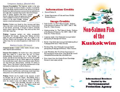 Round whitefish / Longnose Sucker / Stenodus leucichthys / Lake whitefish / Chena River / Chatanika River / Fish / Geography of Alaska / Seward Peninsula