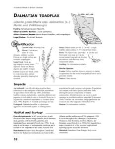 A Guide to Weeds in British Columbia  DALMATIAN TOADFLAX