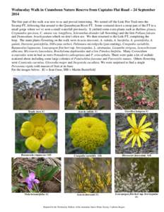 Acacia genistifolia / Lomandra / Pterostylis / Pomaderris / Flora of Australia / Lissanthe / Microseris / Eudicots / Asparagales / Daviesia