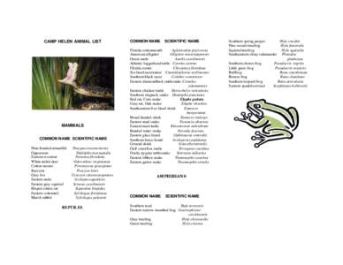 Thamnophis / Fauna of the United States / Hyla / Hylinae / Gray tree frog / Elaphe / Garter snake / Eumeces / Ribbon snake / Squamata / Herpetology / Rat snakes