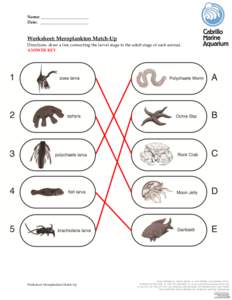 Name: _______________________ Date: _______________________ Worksheet: Meroplankton Match-Up Directions: draw a line connecting the larval stage to the adult stage of each animal. ANSWER KEY