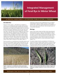 Integrated Management of Feral Rye in Winter Wheat