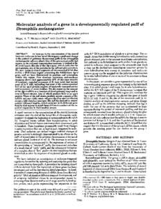 Proc. Natl. Acad. Sci. USA Vol. 77, No. 12, pp[removed], December 1980 Genetics Molecular analysis of a gene in a developmentally regulated puff of Drosophila melanogaster