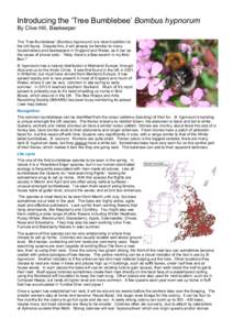Introducing the ‘Tree Bumblebee’ Bombus hypnorum By Clive Hill, Beekeeper The ‘Tree Bumblebee’ (Bombus hypnorum) is a recent addition to the UK fauna. Despite this, it will already be familiar to many householder