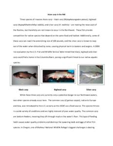 Asian carp in the NW  Three species of invasive Asian carp – black carp (Mylopharyngodon piceus), bighead carp (Hypophthalmichthys nobilis), and silver carp (H. molitrix) – are making the news east of the Rockies, bu