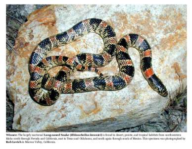 Copperhead / Agkistrodon contortrix / Copper / Agkistrodon / Squamata / Crotalinae / Long-nosed snake