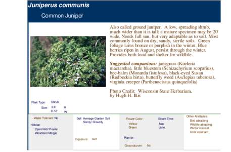 Common Juniper (juniperus communis)