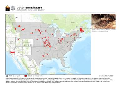 Dutch Elm Disease  Ophiostoma novo-ulmi Brasier Photo Credit: Sandra Jensen, Cornell University, Bugwood.org