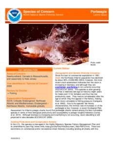 Species of Concern 2-pager: Porbeagle Shark (Lamna nasus)