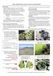 Microsoft Word - TURF AND FOULING ALGAE II Mat & turf species.doc