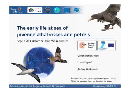 The early life at sea of juvenile albatross and petrel