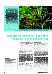 Sind Föhren stark von Lecanosticta acicola befallen, so sterben die Bäume ab. Die Infektion der Nadeln beginnt jeweils im Mai bis Juni während Regenperioden. Das nasse Wetter der vergangenen Wochen dürfte