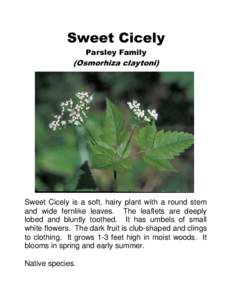Sweet Cicely Parsley Family (Osmorhiza claytoni)  Sweet Cicely is a soft, hairy plant with a round stem