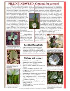 Invasive plant species / Biology / Convolvulus arvensis / Flora of Pakistan / Convolvulus / Weed / Bindweed / Morning glory / Seed / Eudicots / Garden pests / Agriculture