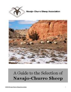 Navajo-Churro Sheep Association  A Guide to the Selection of Navajo-Churro Sheep © 2010 Navajo-Churro Sheep Association