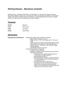 Microsoft Word - Amphipod - Echinogammarus ischnus.doc