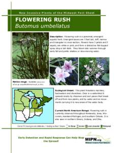New Invasive Plants of the Midwest Fact Sheet  FLOWERING RUSH Butomus umbellatus Description: Flowering rush is a perennial, emergent aquatic herb. Emergent leaves are 3 feet tall, stiff, narrow