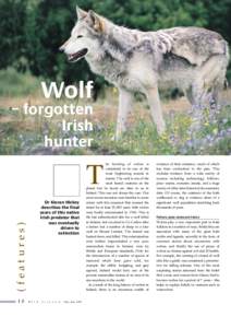 Wolf – forgotten Irish