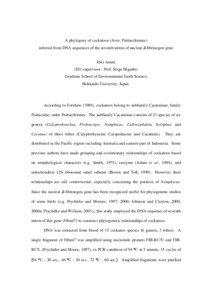 A phylogeny of cockatoos (Aves: Psittaciformes) inferred from DNA sequences of the seventh intron of nuclear β-fibrinogen gene