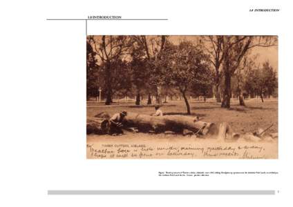 1.0 INTRODUCTION  1.0 INTRODUCTION Figure: Tinted postcard of ‘Timber cutters, Adelaide’, circa 1905, felling Eucalyptus ssp specimens in the Adelaide Park Lands, most likely in the southern Park Land blocks. Source: