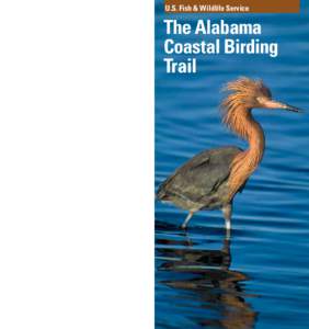 U.S. Fish & Wildlife Service  The Alabama Coastal Birding Trail