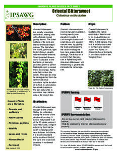 INVASIVE PLANT SPECIES FACT SHEET  Oriental Bittersweet Celastrus orbiculatus  Pictures By (From top to bottom):