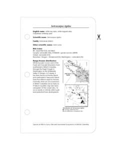 Species at Risk in Garry Oak & Associated Ecosystems in British Columbia (Sericocarpus rigidus)