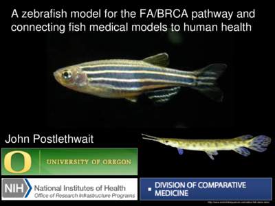A zebrafish model for the FA/BRCA pathway and connecting fish medical models to human health John Postlethwait  http://www.exoticfishaquarium.com/zebra-fish-danio-rerio/
