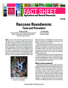 Raccoon Roundworm: Facts and Prevention
