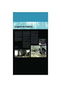 La gestió de l’espècie A nivell mundial, l’espècie Tetrao urogallus és considerada com a abundant i no es veu amenaçada vist l’important estoc d’ocells (Escandinavia, Russia), enacara que aquest vagi menguan