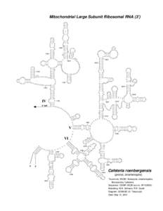 Mitochondrial Large Subunit Ribosomal RNA (3’)  A G U U