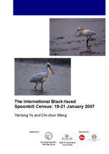 Spoonbill / Wang / Hong Kong Bird Watching Society / Platalea / Ornithology / Black-faced Spoonbill