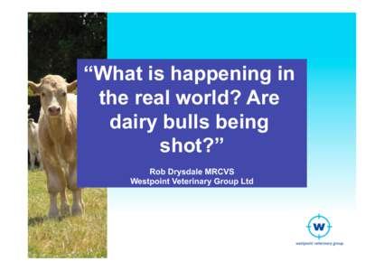 “What is happening in the real world? Are dairy bulls being shot?” Rob Drysdale MRCVS Westpoint Veterinary Group Ltd