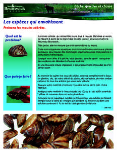 Les espèces qui envahissent Freinons les moules zébrées. Quel est le problème?  La moule zébrée, qui ressemble à une mye à rayures blanches et noires,