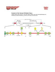 Control of the Human B-Globin Gene ©1998 by Alberts, Bray, Johnson, Lewis, Raff, Roberts, Walter . http://www.essentialcellbiology.com Published by Garland Publishing, a member of the Taylor & Francis Group.  gene contr