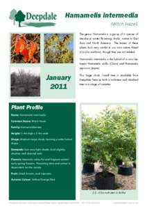 Hamamelis intermedia - Witch Hazel - Fact Sheet