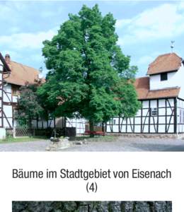 Bäume im Stadtgebiet von Eisenach (4)