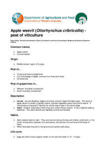 Apple Weevil (Otiorhynchus cribricollis) : Department of Agriculture