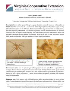 Venomous spiders / Spider taxonomy / Araneomorphae / Opisthothelae / Recluse spider / Brown recluse spider / Loxoscelism / Spider bite / Sicariidae / Spider / Recluse / Chilean recluse spider