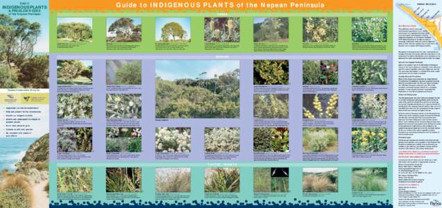 Guide to INDIGENOUS PLANTS of the Nepean Peninsula  ts So ea rr