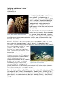 Seahorses and Sanctuary Zones John Turnbull September 2014 A recent study has found that seahorses are more abundant in fished areas than in