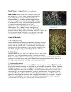 Pooideae / Invasive plant species / Canary grass / Cereals / Poaceae / Phalaris arundinacea / Phalaris / Reed / Phalaris aquatica / Botany / Commelinids / Flora