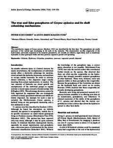 Phyla / Zoology / Gonophore / Haleciidae / Campanulariidae / Anthomedusae / Obelia / Cnidaria / Hydroida / Leptomedusae / Hydrozoa / Taxonomy