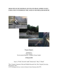 MIGRATION OF SILVER-PHASE AND YELLOW-PHASE AMERICAN EELS IN RELATION TO HYDROELECTRIC DAMS ON THE SHENANDOAH RIVER Progress Report: Submitted to Chuck Simons