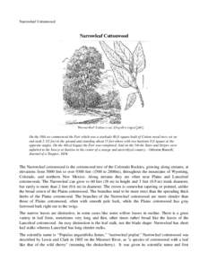 Medicinal plants / Populus deltoides / Populus / Salix amygdaloides / Willow / Populus sect. Tacamahaca / Populus sect. Aigeiros / Flora of the United States / Flora of North America / Flora