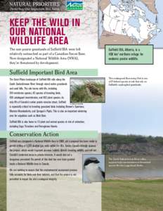 BirdLife International / Ecoregions / Important Bird Area / Western Meadowlark / Canada Wildlife Act / Burrowing Owl / Cypress County /  Alberta / CFB Suffield / Suffield National Wildlife Area / Birds of North America / Ornithology / Bird conservation